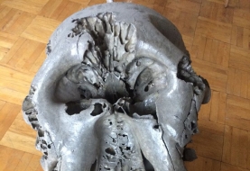 mamut-zdjecie